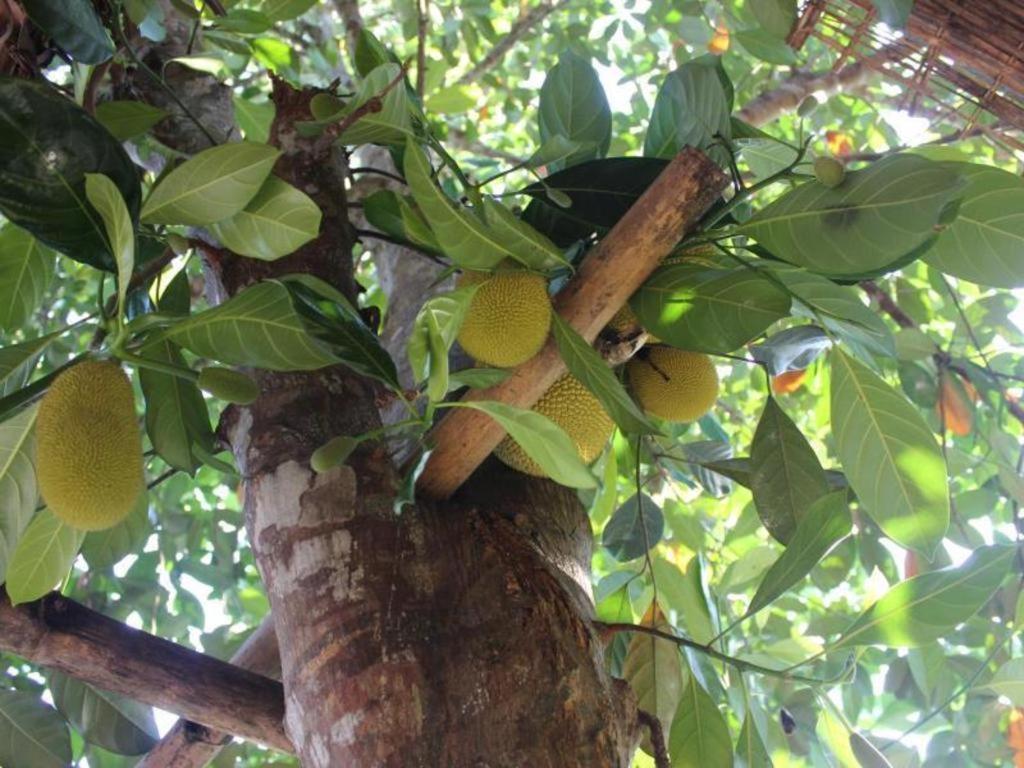 Pepper Farm Phu Quoc Bungalow エクステリア 写真