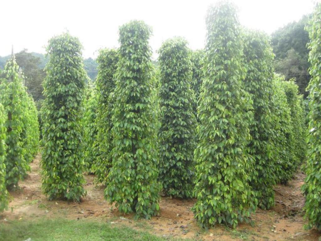 Pepper Farm Phu Quoc Bungalow エクステリア 写真