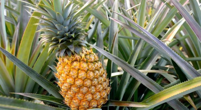 Pepper Farm Phu Quoc Bungalow エクステリア 写真